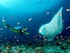 Manta