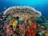 Corals