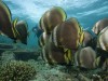 Bat fish Gili