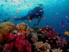 corals a diver