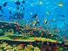 Gili corals