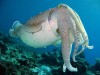 sepie gili