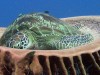 Turttle Gili