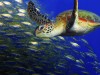 Turttle with fish