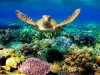 Turttle