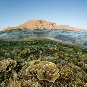 Neponičené korály