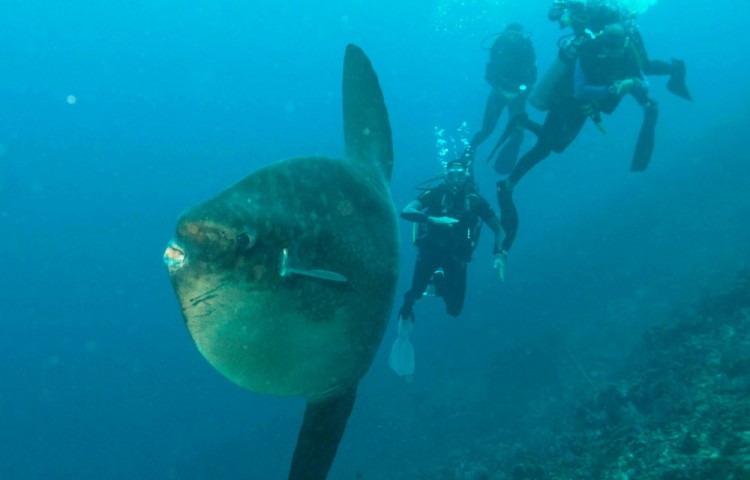 Mola mola