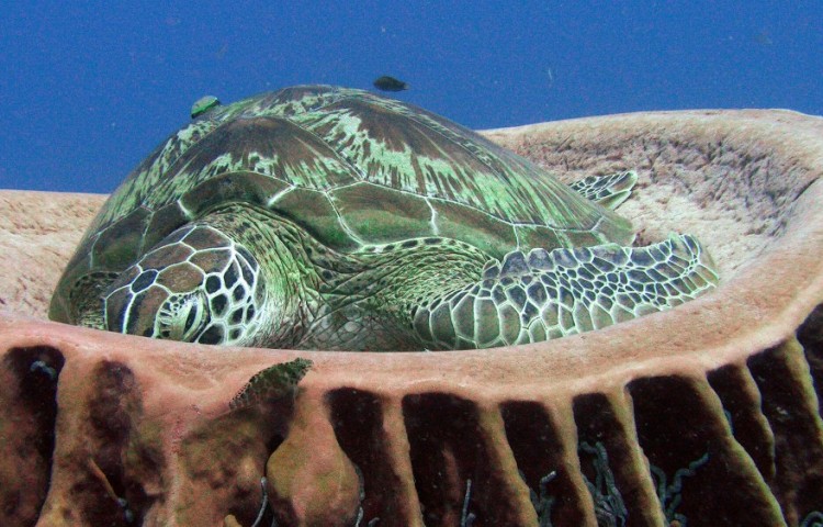 Turttle Gili