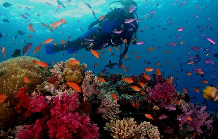 corals a diver