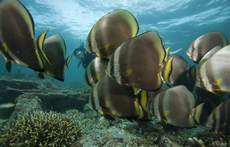 Bat fish Gili