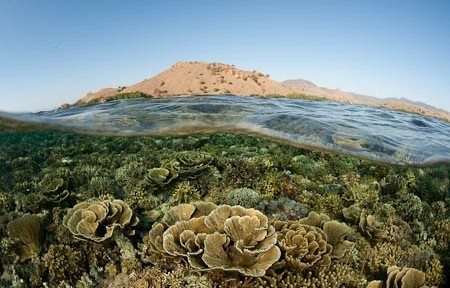 Komodo corals