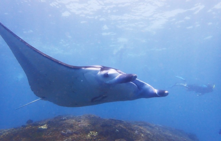 diving with Relax Bali divecenter