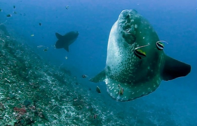 diving with Relax Bali divecenter