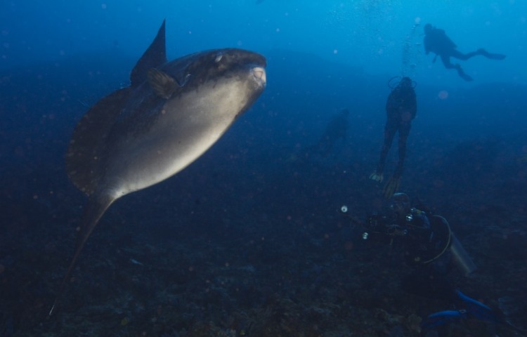 Mola mola