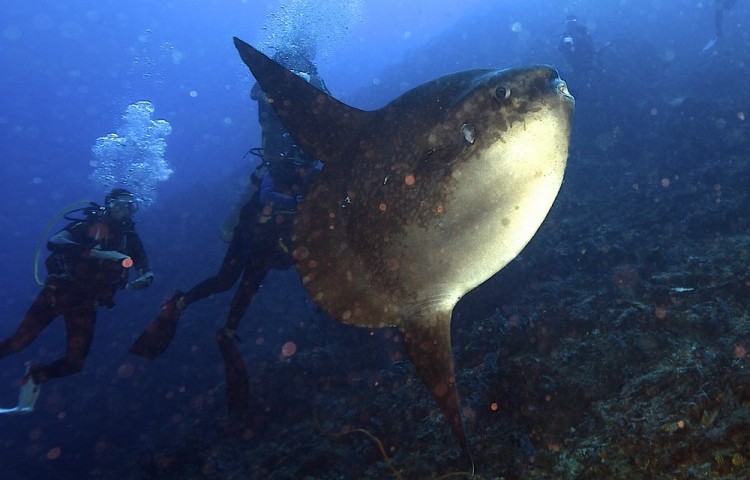 Mola mola