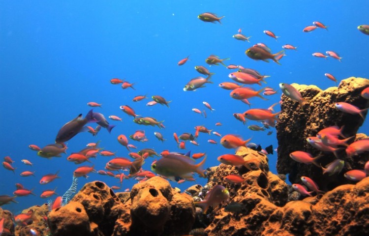 coral sea in the front of resort Relax Bali