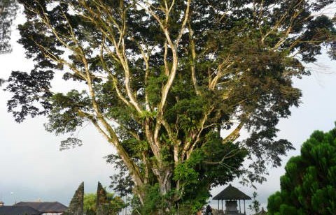 Ulun Danu