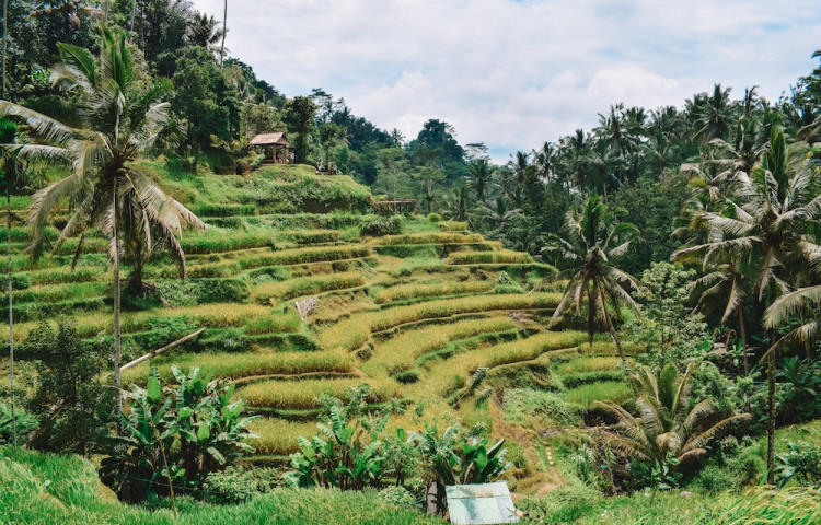 Ubud - rýžová políčka v