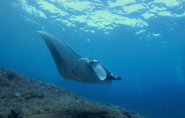 mantarays with Relax Bali