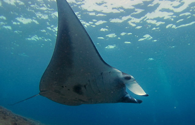 mantarays with Relax Bali