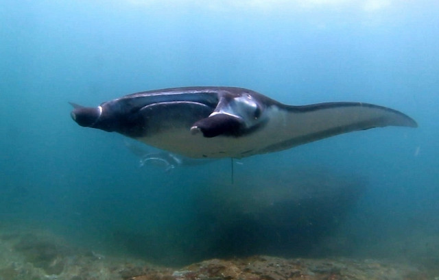 mantarays with Relax Bali