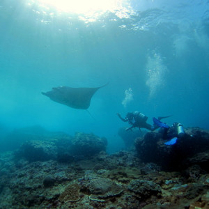 mantarays with Relax Bali