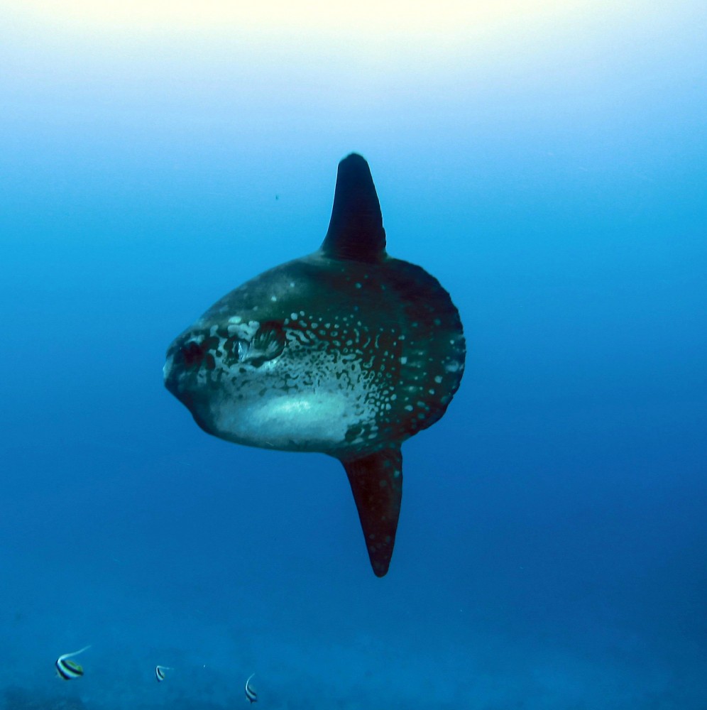 Ocean Sunfish, Diving