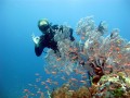 our Relax Bali wreck is beautiful and suitable for diving for all divers